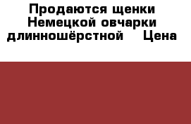 Продаются щенки Немецкой овчарки длинношёрстной! › Цена ­ 15 000 - Амурская обл. Животные и растения » Собаки   